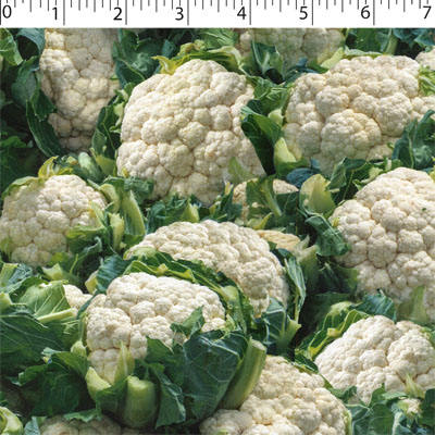 VEGETABLE GARDEN - CAULIFLOWER