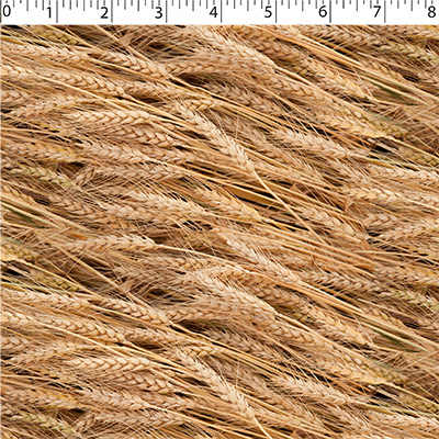 NATURE'S CREATIONS - WHEAT
